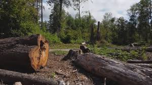 Seasonal Cleanup (Spring/Fall) in Johnson Creek, WI