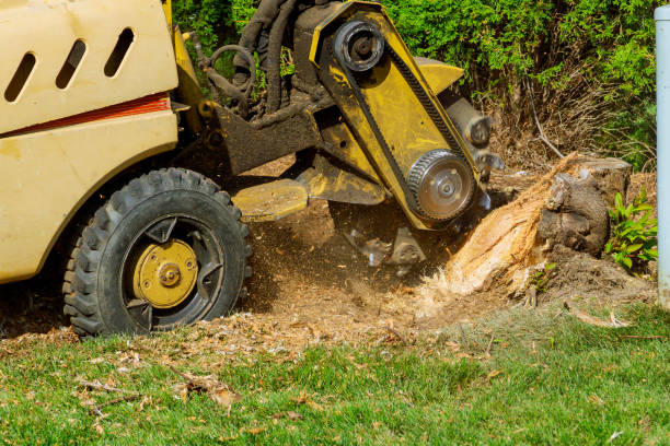 Tree and Shrub Care in Johnson Creek, WI